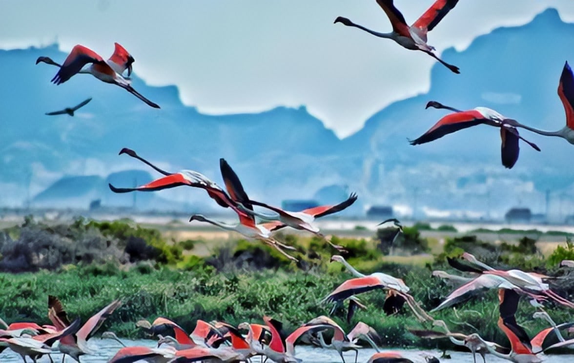 محمية بحيرة البجع في عدن: إهمال يُهدد التنوع البيولوجي