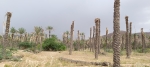 Hadramout: A Threat in the Valley of the Million Palm Trees