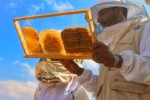 صناعة العسل في جنوب اليمن 