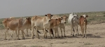 Yemen: The climate strikes also target livestock!